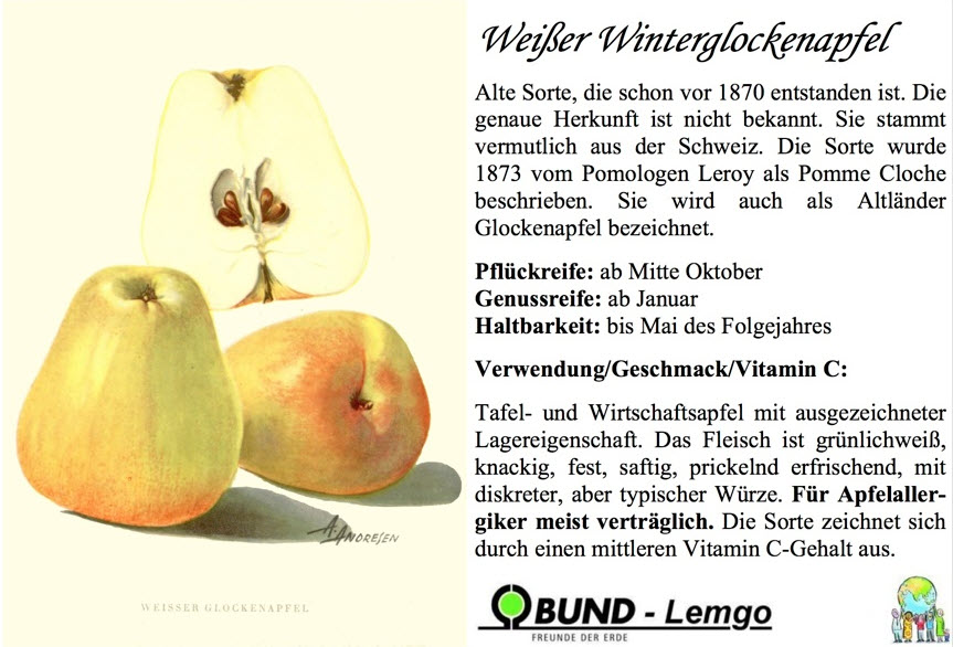 Winterglockenapfel